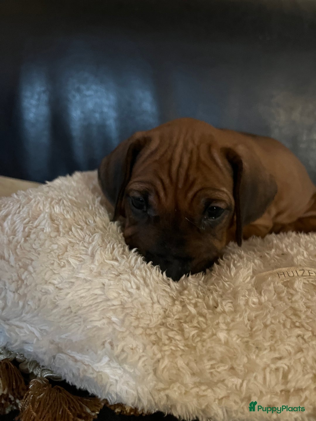 Rhodesian Ridgeback honden te koop: Rhodesian Ridgeback pups met stamboom - Advertentie 11