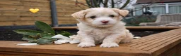 Maltipoo honden te koop: De aller liefste Maltipoo puppy’s ❤️ - Advertentie 6