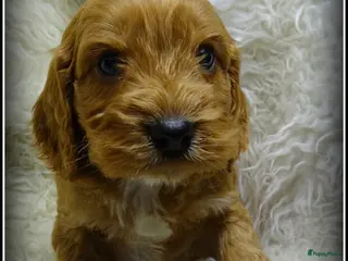 Cockapoo honden Cockapoo pups - Advertentie 2