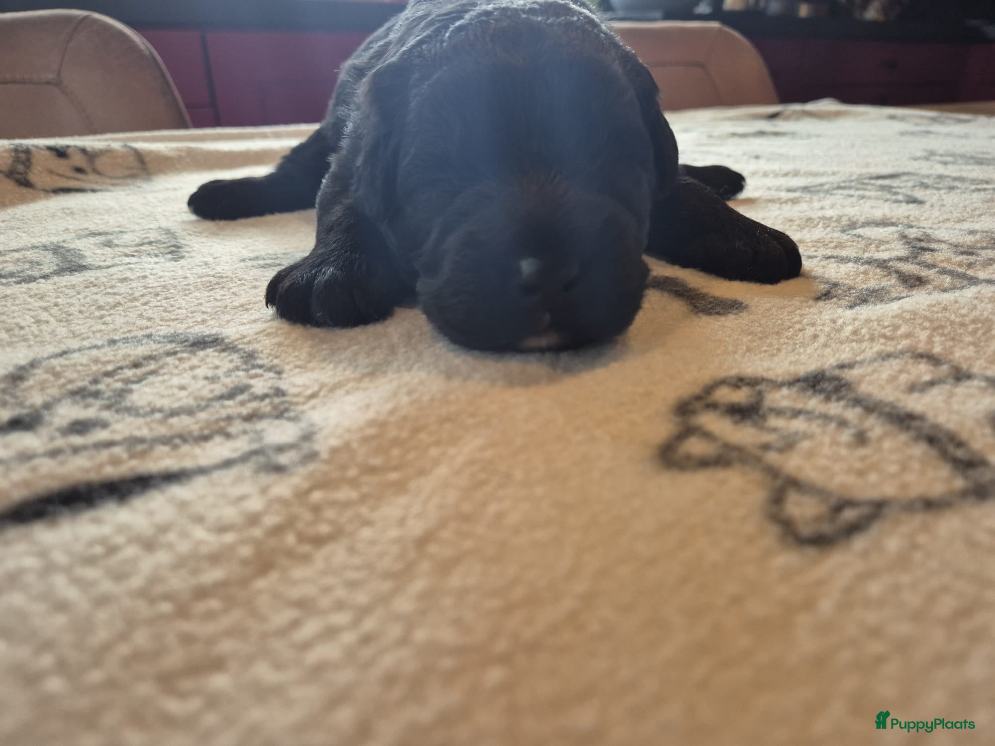 Bouvier des Flandres honden te koop: Mooie bouvier pups in Uffelte - Advertentie 4