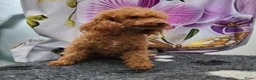 Poedel Toy honden te koop: Ieniemienie teefje 🌸💜 - Advertentie 20