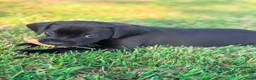 Kruising honden te koop: Mooie en lieve kruising gezinshonden (pups) in Weerselo - Advertentie 5