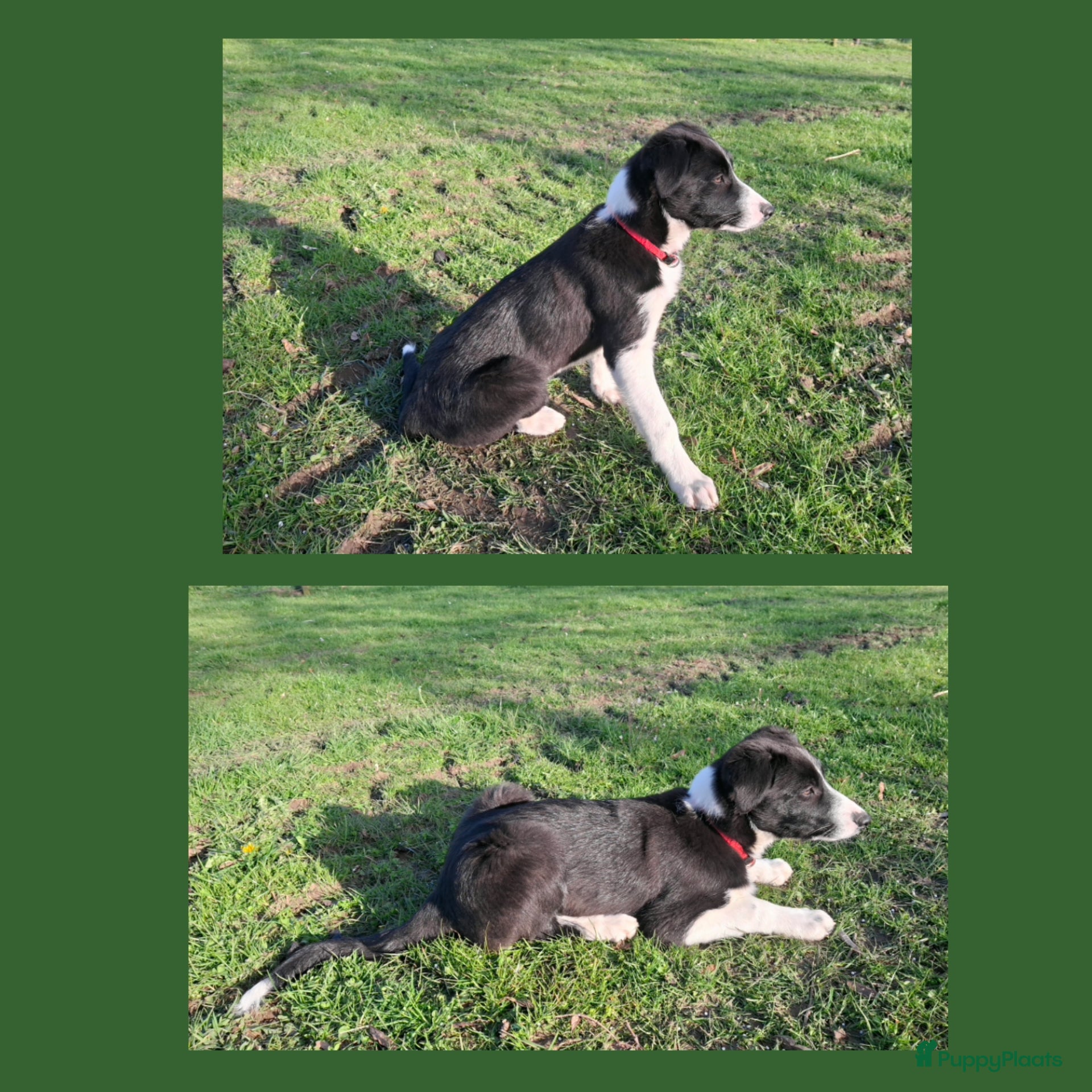 Border Collie honden Super sociale aanhankelijke pups - Advertentie 2