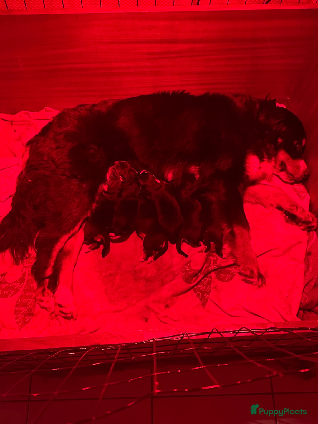 Kruising honden te koop: Bernsky puppys - Afbeelding 1