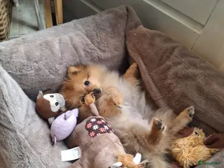 Pomeriaan honden Mooie lieve pomeriaan pup - Advertentie 1