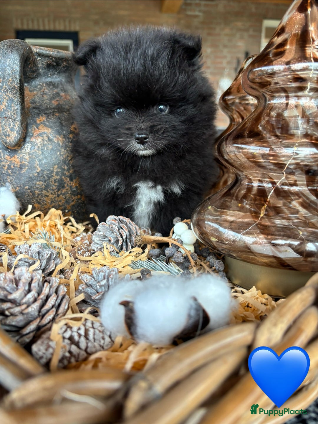 Pomeriaan honden te koop: Pomeriaan pups - Advertentie 6