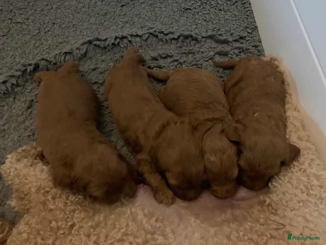 Kruising honden te koop: Aankondiging nestje mini Australian Labradoodle - Advertentie 5