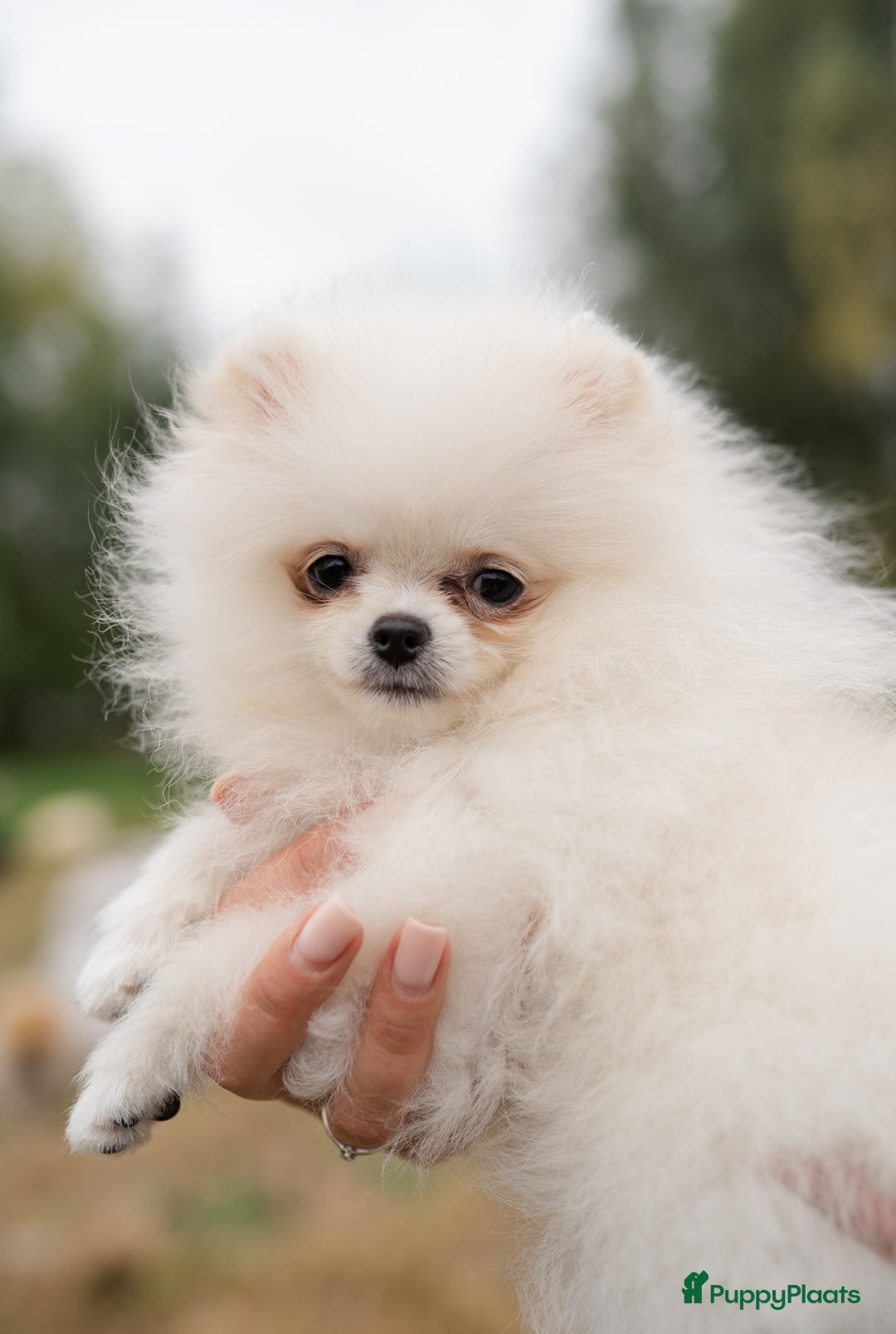 Pomeriaan honden te koop: Pomeranian Mila❤️ - Advertentie 6