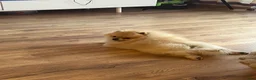Pomeriaan honden te koop: eenjarige Pomeriaan 🐶 - Advertentie 4