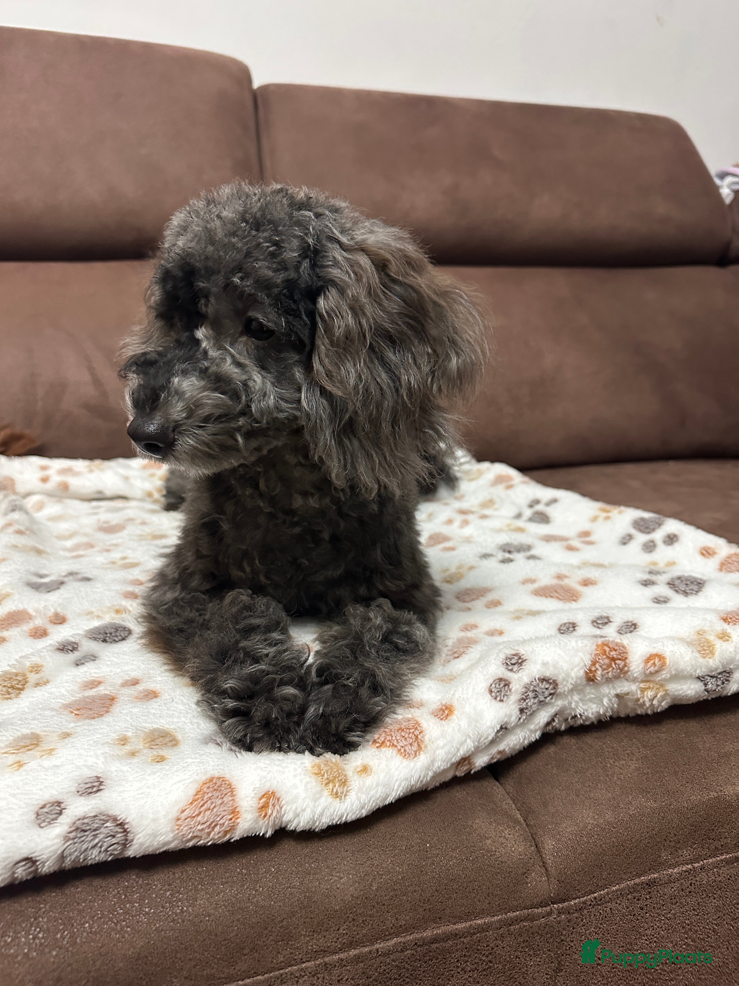 Poedel Toy honden Toy Poedel puppy’s - Advertentie 18