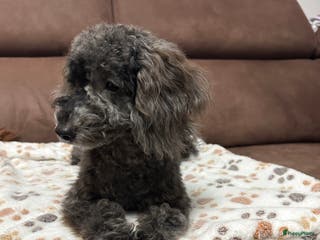 Poedel Toy honden Toy Poedel puppy’s - Advertentie 18