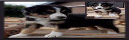 Border Collie honden te koop: Prachtige, Border Collie pups, 100% raszuiver! - Advertentie 9