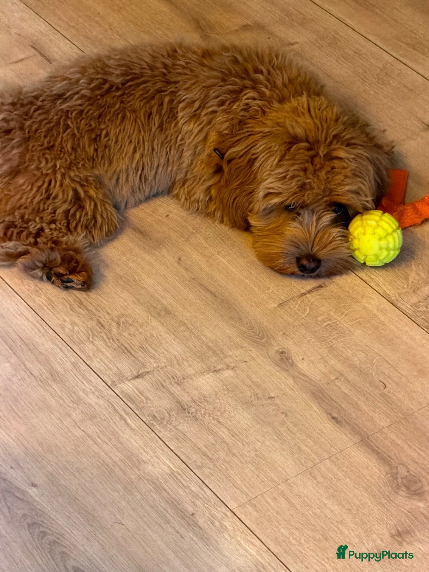 Kruising honden te koop: Puppy te koop - Advertentie 1