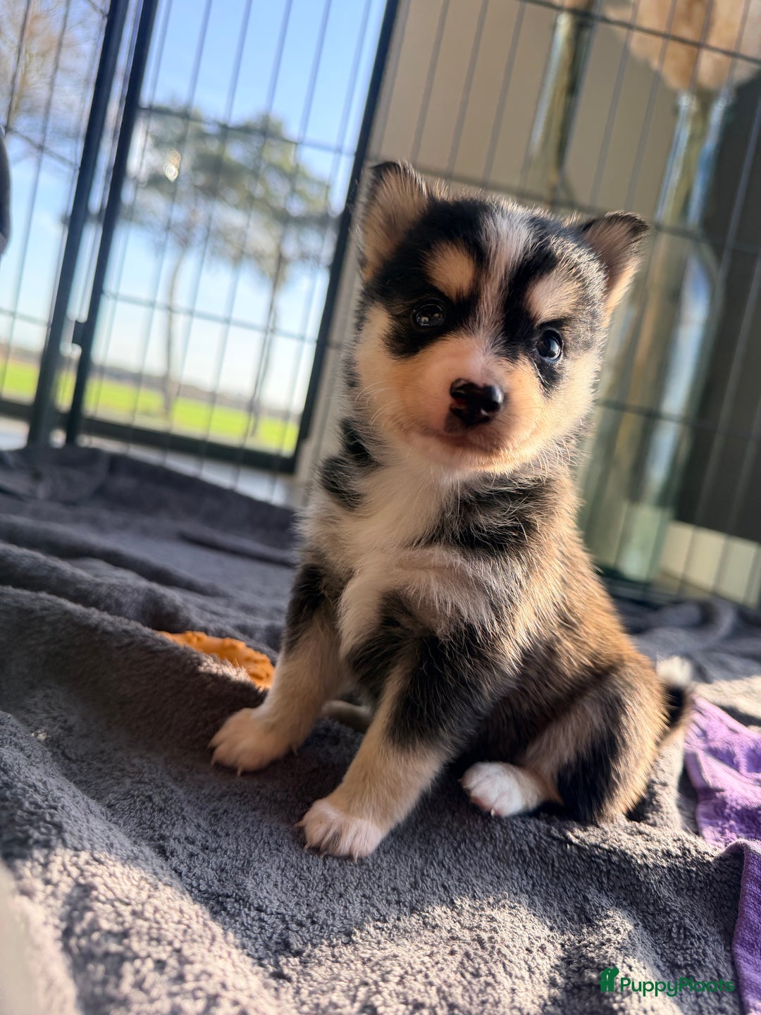 Kruising honden te koop: Prachtige Pomsky pups, in huis opgegroeid - Advertentie 6