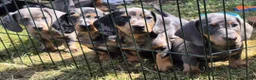 Dwergteckel honden te koop: Prachtige dwergteckel pups  - Advertentie 6