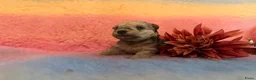 Lakeland Terriër honden te koop: Leuke lakeland pups met stamboom - Advertentie 7