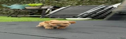 Poedel Toy honden te koop: 5 prachtige toy poedel reutjes  - Advertentie 8