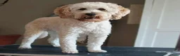 Labradoodle honden te koop: VERWACHT; Irish Golden Doodle pups  in Alblasserdam - Advertentie 3
