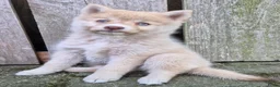Kruising honden te koop: Pomsky pups (1/4 Shiba inu) - Advertentie 3