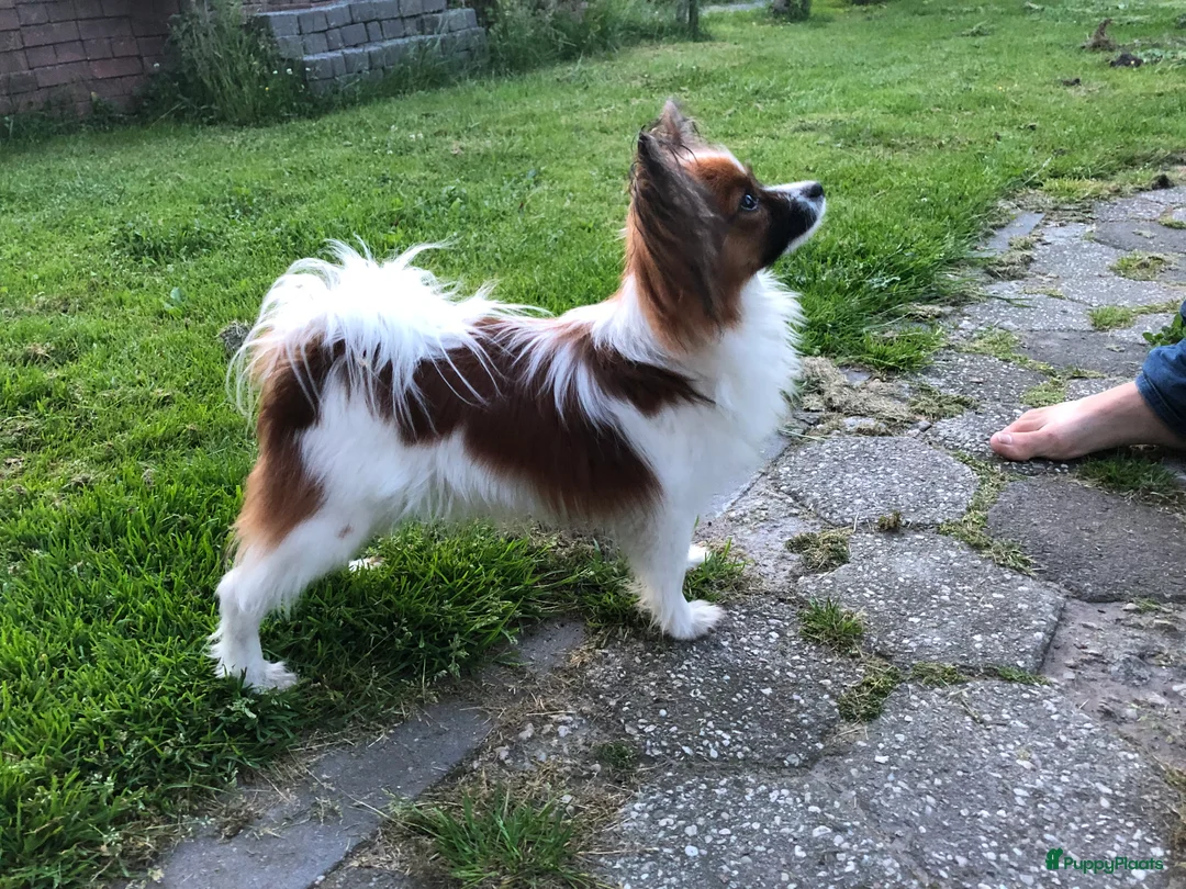 Galerij afbeelding {{count}}