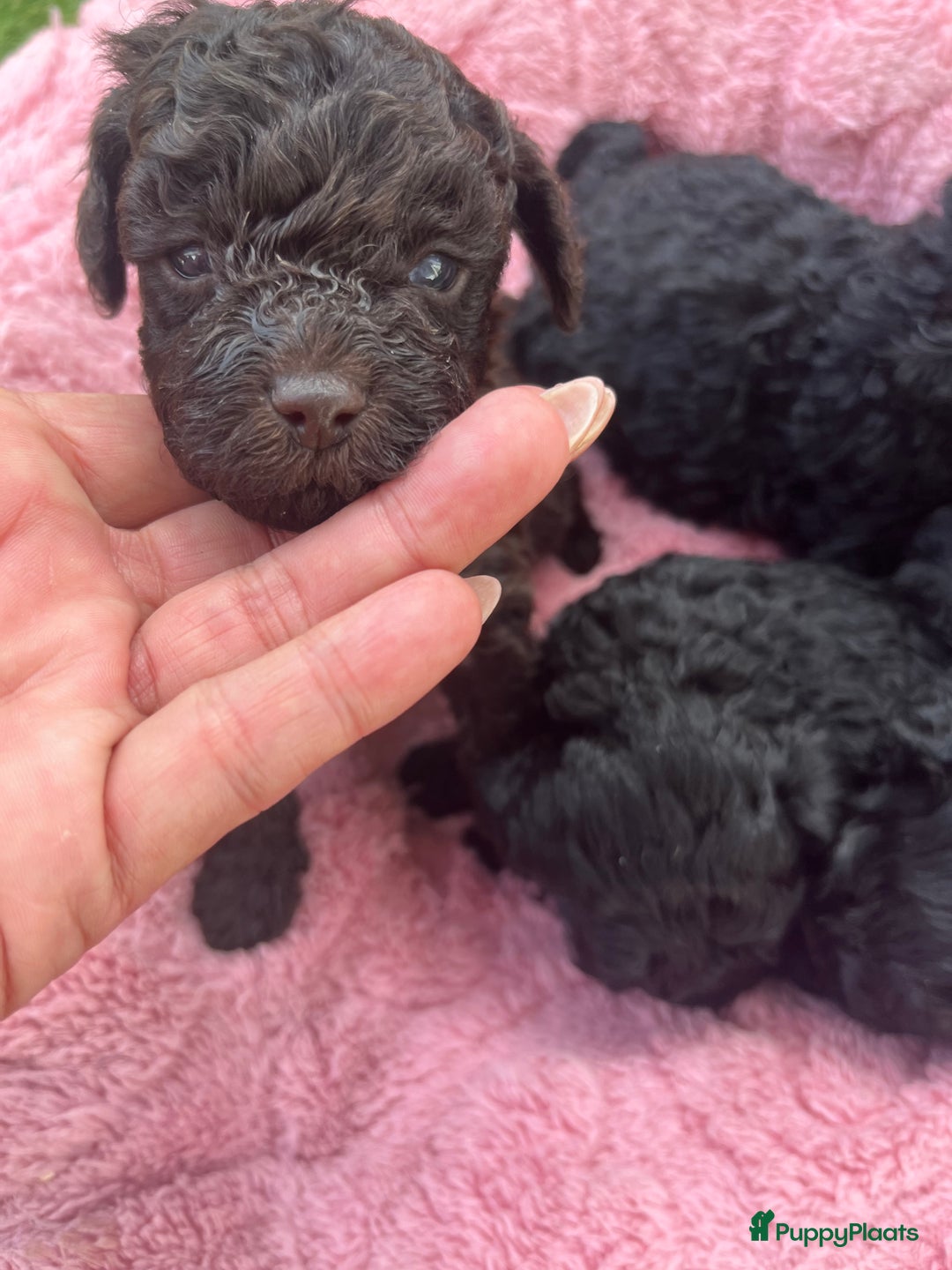 Poedel Toy honden te koop: Toy poedel pups  in Oss - Afbeelding 6