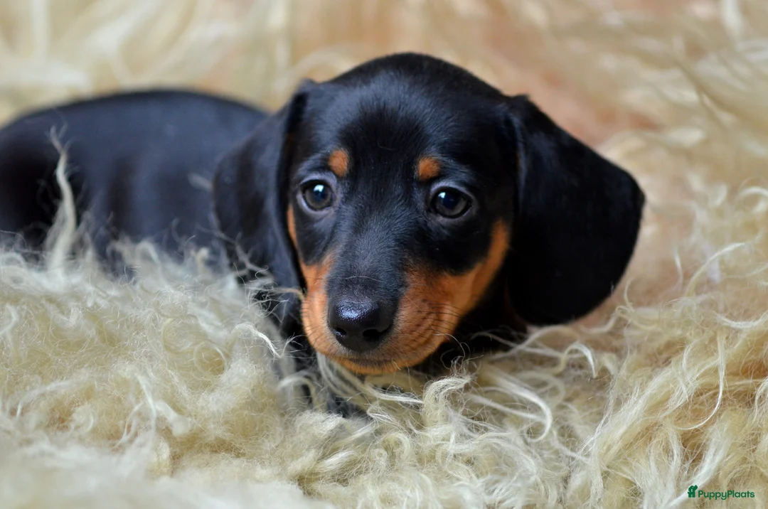 Teckel (korthaar)  honden te koop: Prachtige en lieve kortharige teckelpups. Teckel  - Advertentie 3