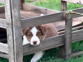 Australian Shepherd honden Australian shepherd red tri reutje - Advertentie 1