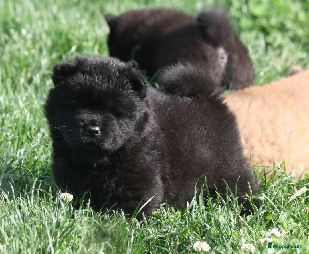 Chow Chow honden te koop: Chow Chow pups - Afbeelding 8