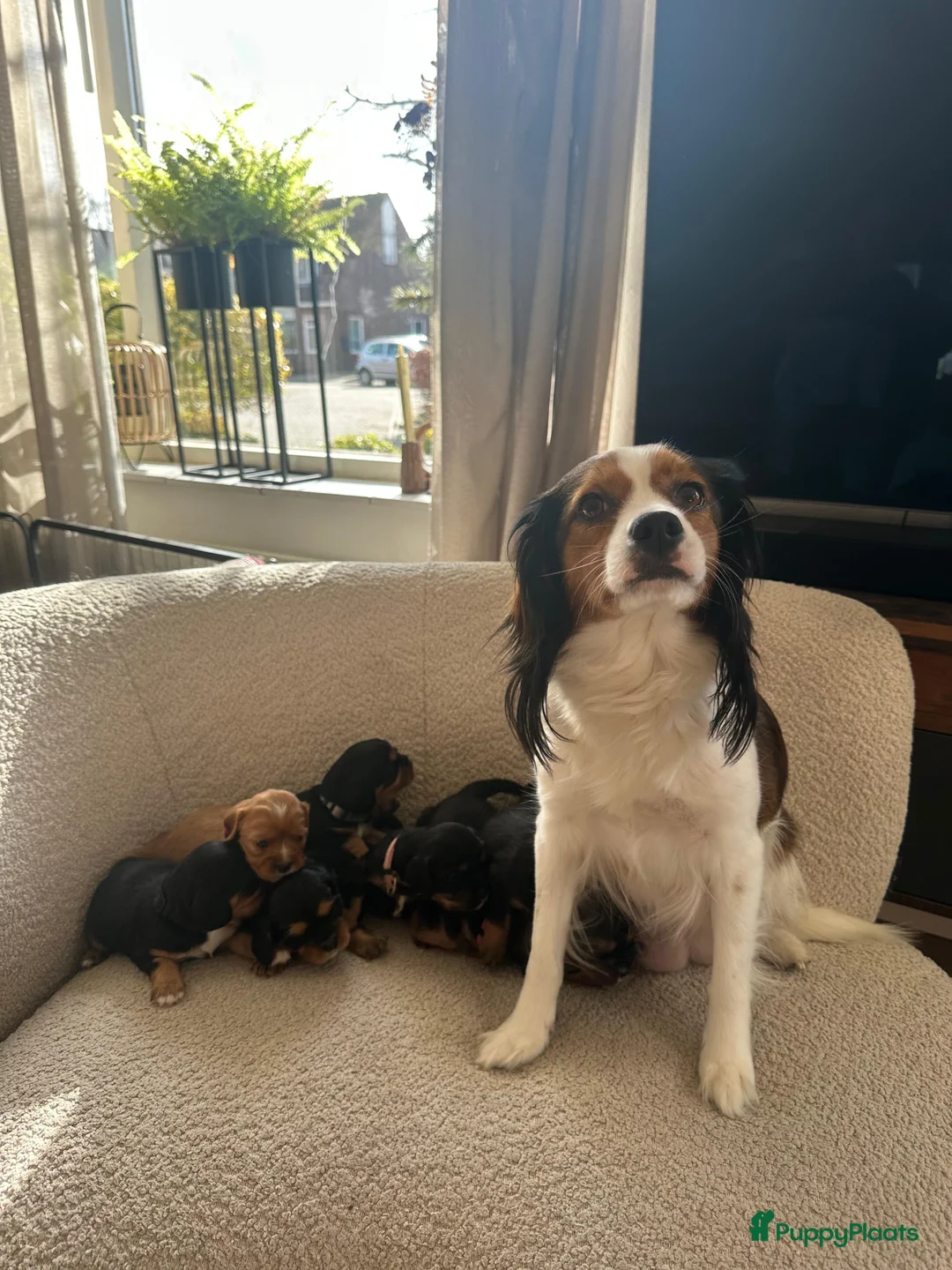 Kruising honden te koop: Cavelier/kooiker pups  in Boijl - Advertentie 2