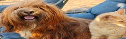 Havanezer honden te koop: Nog 1 Havanezer reutje beschikbaar - Advertentie 13
