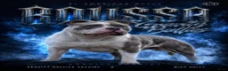 Amerikaanse Bully honden ter dekking: American Bully XL dekreu  - Advertentie 9