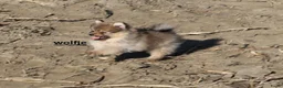 Pomeriaan honden te koop: pomeriaan pups beschikbaar - Advertentie 8