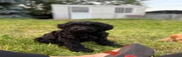 Labradoodle honden te koop: Mooie Labradoodle pups! - Advertentie 8