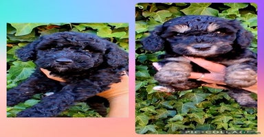 Kruising honden - Advertentie 2