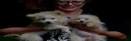 Kruising honden te koop: 6 Prachtige BooPom’s, 4 meiden🎀 2 jongens🧢 - Advertentie 13
