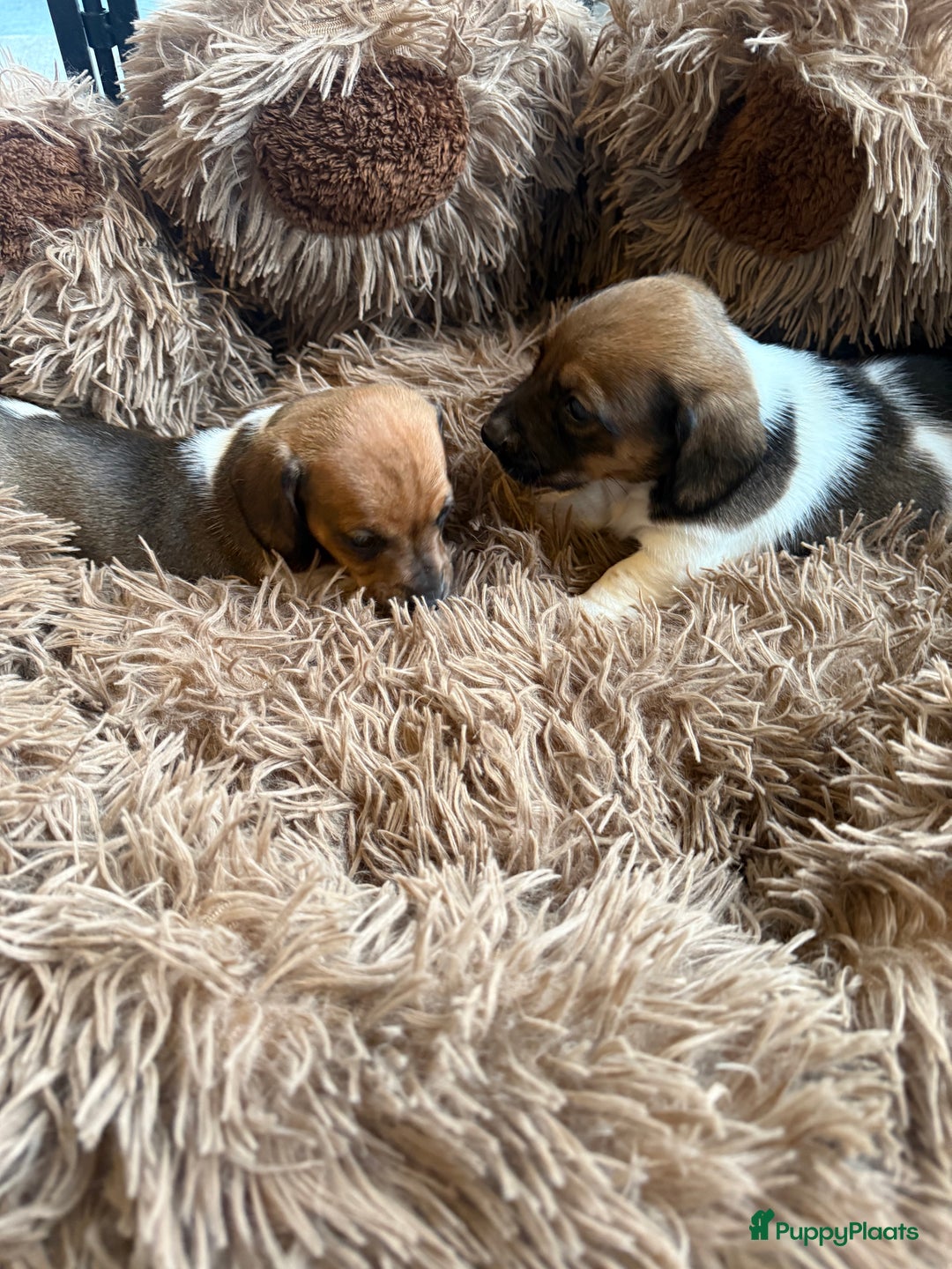 Teckel (korthaar)  honden te koop: Piebald dwergteckel pups - Advertentie 19