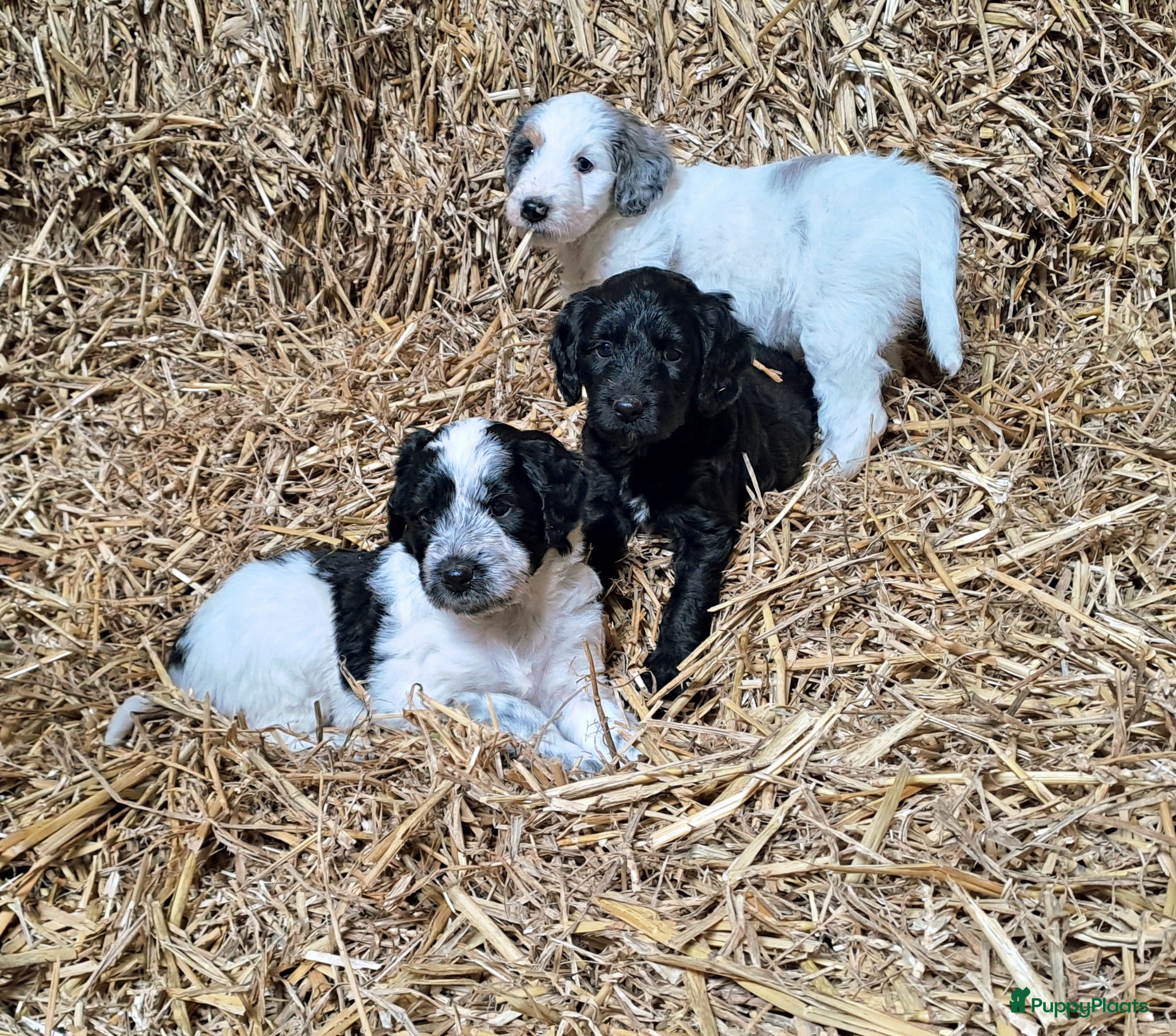 Kruising honden Lieve pups Stabij x Poedel - Advertentie 1