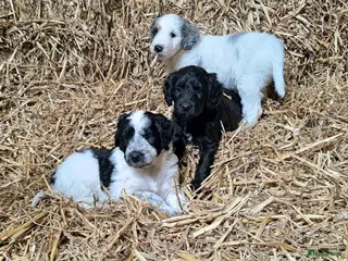 Kruising honden Lieve pups Stabij x Poedel - Advertentie 1