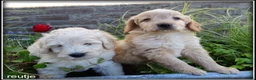 Labradoodle honden te koop: Labradoodle medium pups - Advertentie 18