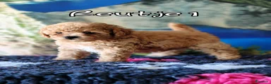 Kruising 1