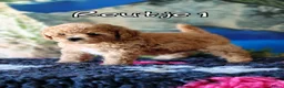 Kruising honden te koop: Bischpoo/Poochon pups te koop  - Advertentie 17