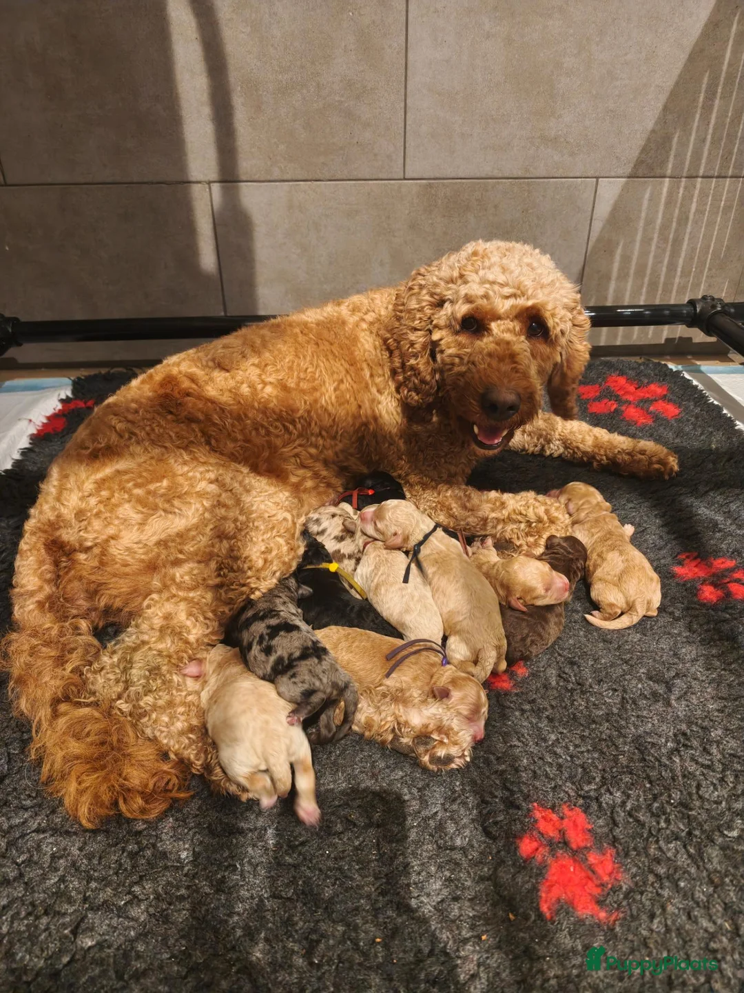 Kruising honden te koop: Multigen Bernedoodle Medium pups beschikbaar - Advertentie 2