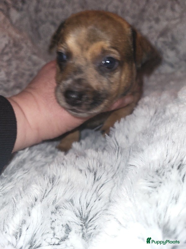 Jack Russel Terriër honden jack russel pup reutje  - Advertentie 2