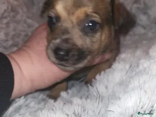 Jack Russel Terriër honden jack russel pup reutje - Advertentie 2