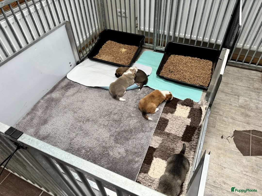 Alabai honden te koop: Prachtige Alabai - Central Asian Ovcharka teef  - Advertentie 3