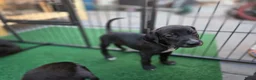 Kruising honden te koop: Prachtige Labradoodle x Dalmatiër puppy's! - Advertentie 32