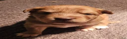Kruising honden te koop: Toller x Aussie - Advertentie 8