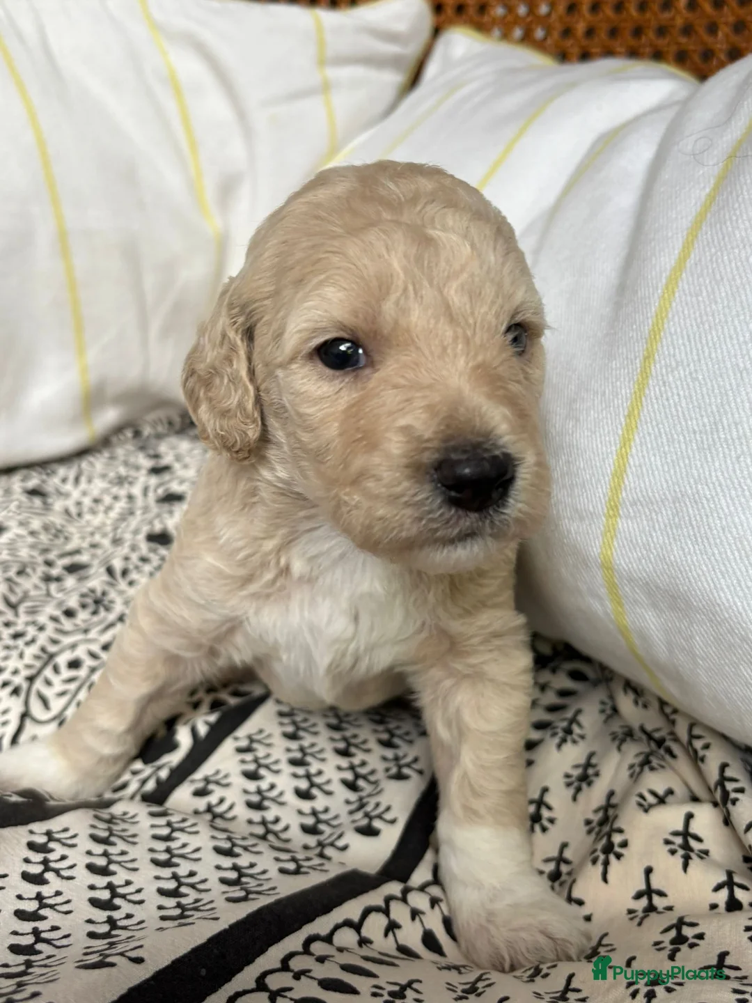 Labradoodle honden te koop: Labradoodle / 'Dubbel Doodle' pups geboren! - Advertentie 39