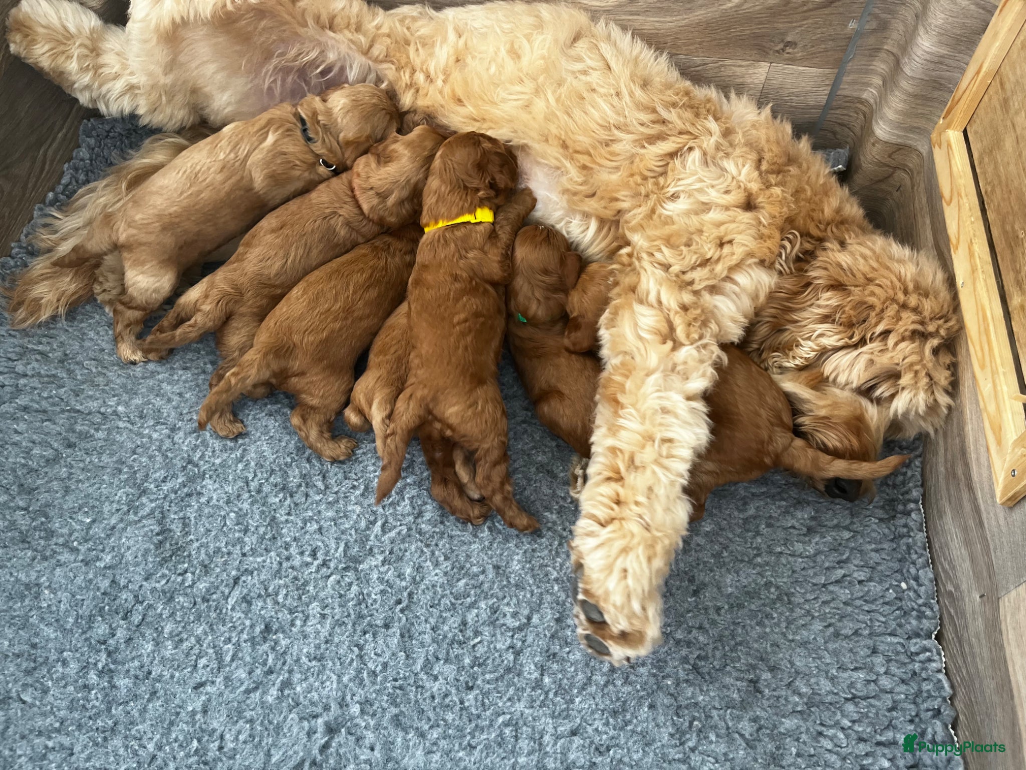 Australian Labradoodle honden te koop: Australian labradoodle pups - Advertentie 11