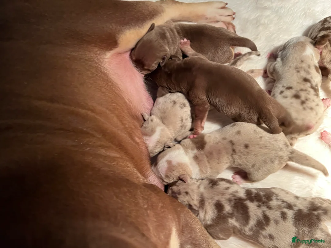 Amerikaanse Bully honden te koop: American Bully pups Abkc België  - Advertentie 7